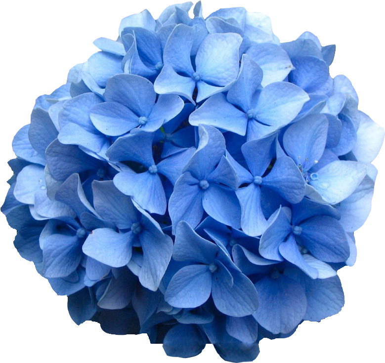 Vibrant Blue Hydrangea Bloom