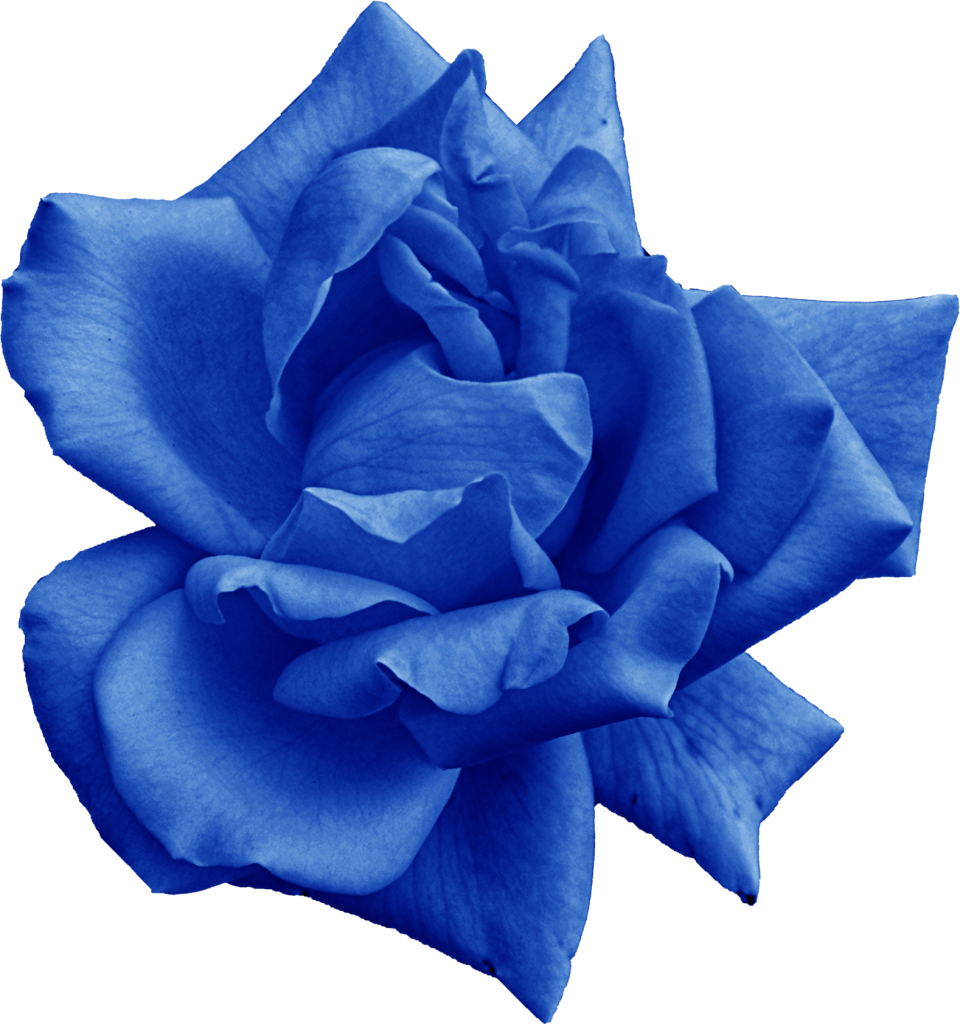 Vibrant Blue Rose Flower