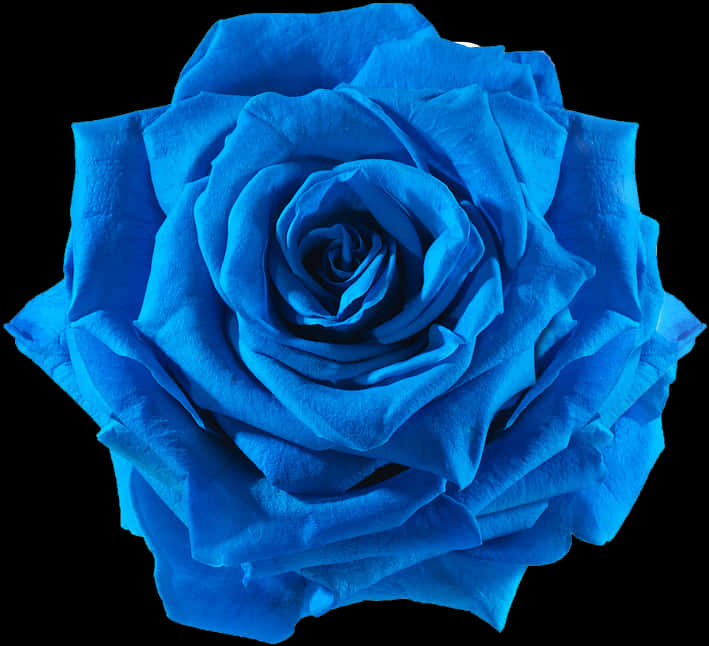 Vibrant Blue Rose Isolatedon Black