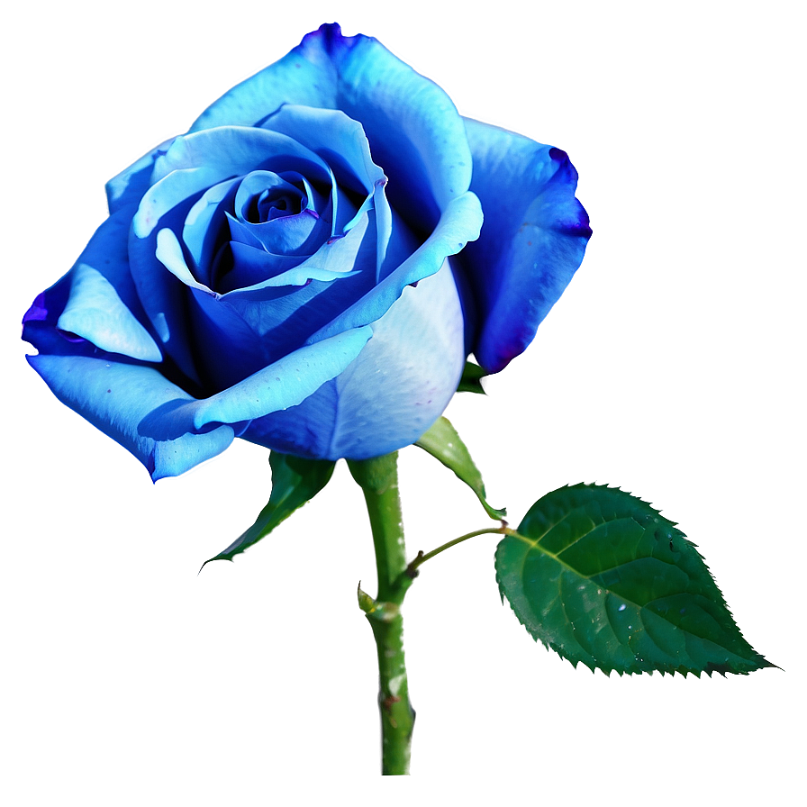 Vibrant Blue Rose Png Phq