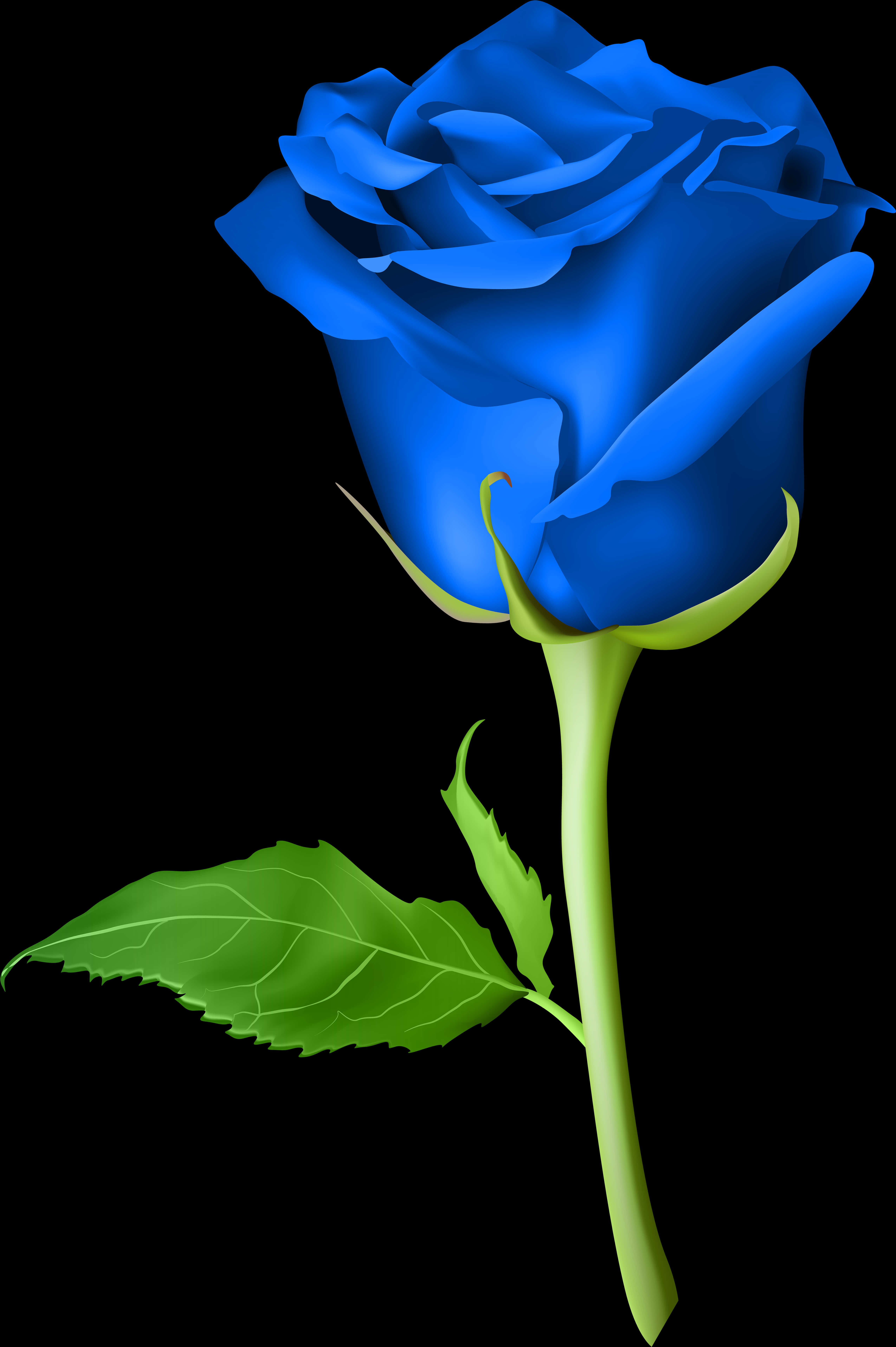 Vibrant Blue Roseon Black Background