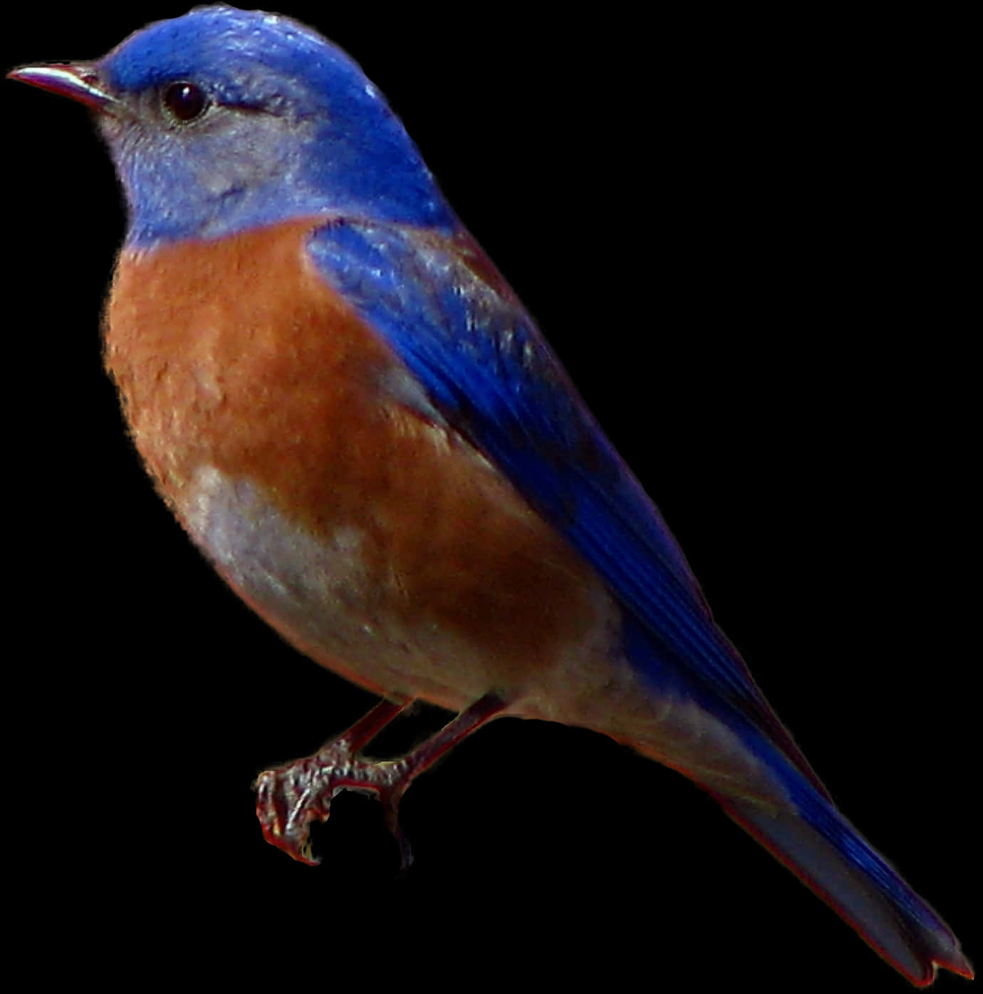 Vibrant_ Bluebird_ Profile