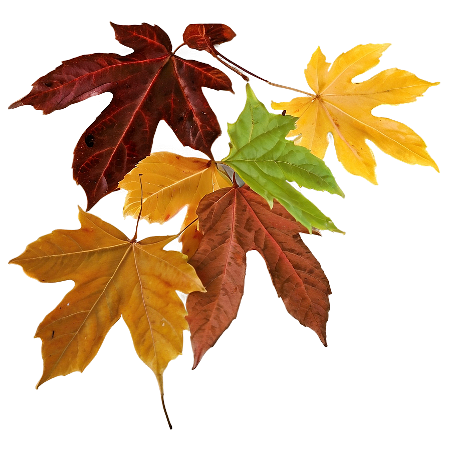 Vibrant Brown Fall Foliage Png 06202024