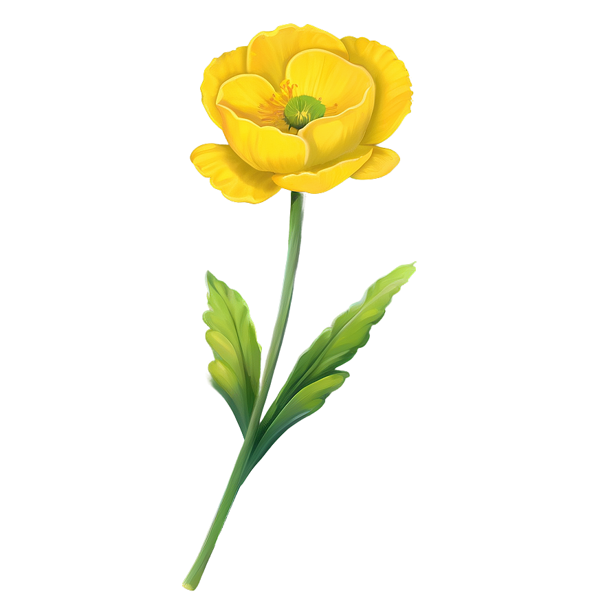 Vibrant Buttercup Png 12