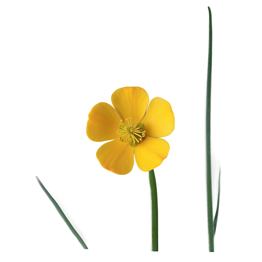 Vibrant Buttercup Png 85