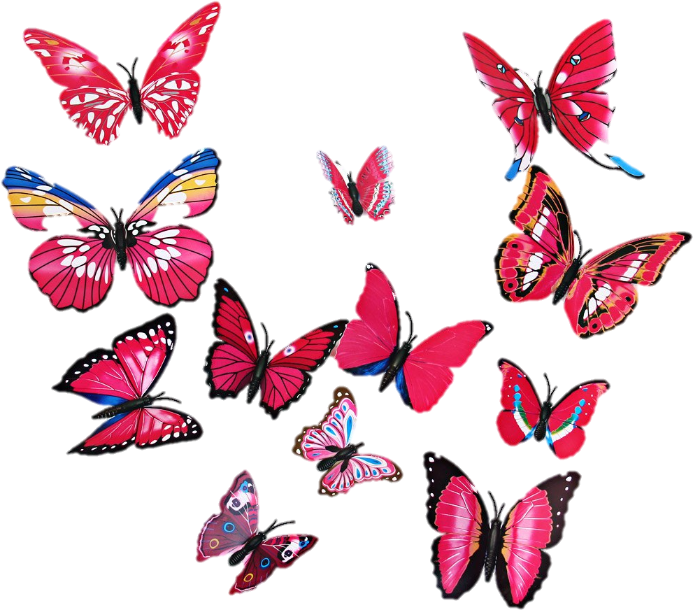 Vibrant Butterfly Collection Wall Art