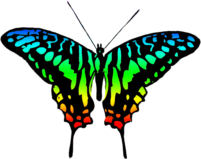 Vibrant Butterfly Illustration