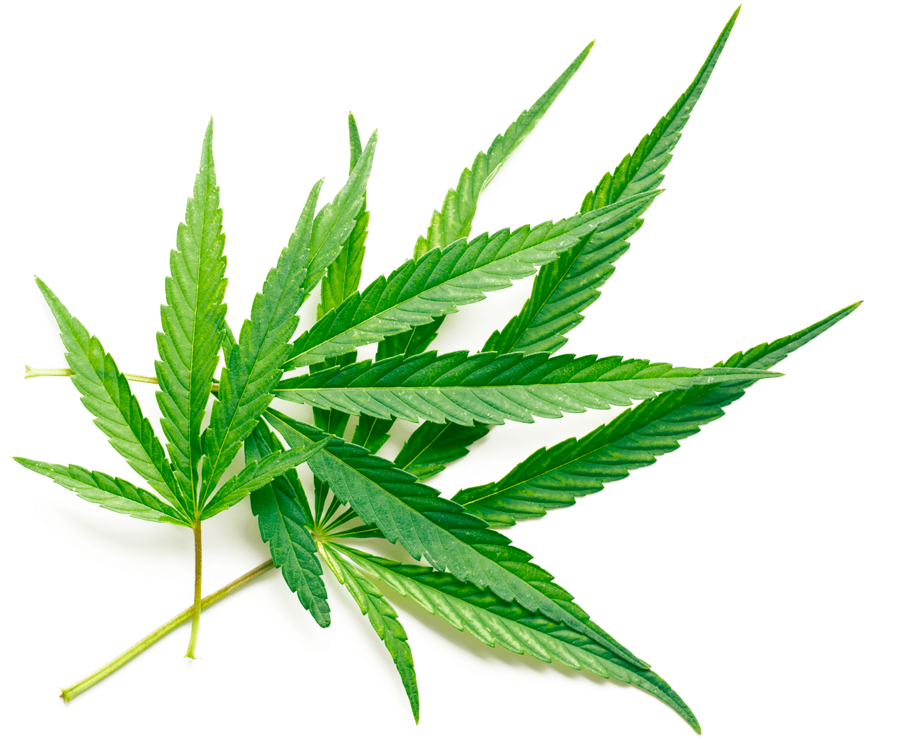 Vibrant Cannabis Leaf.png