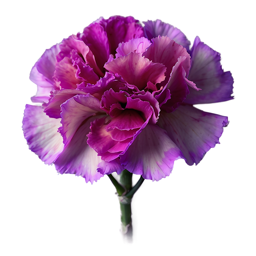 Vibrant Carnation Mix Png 06112024