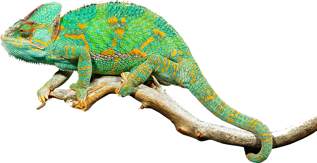 Vibrant_ Chameleon_ On_ Branch.png