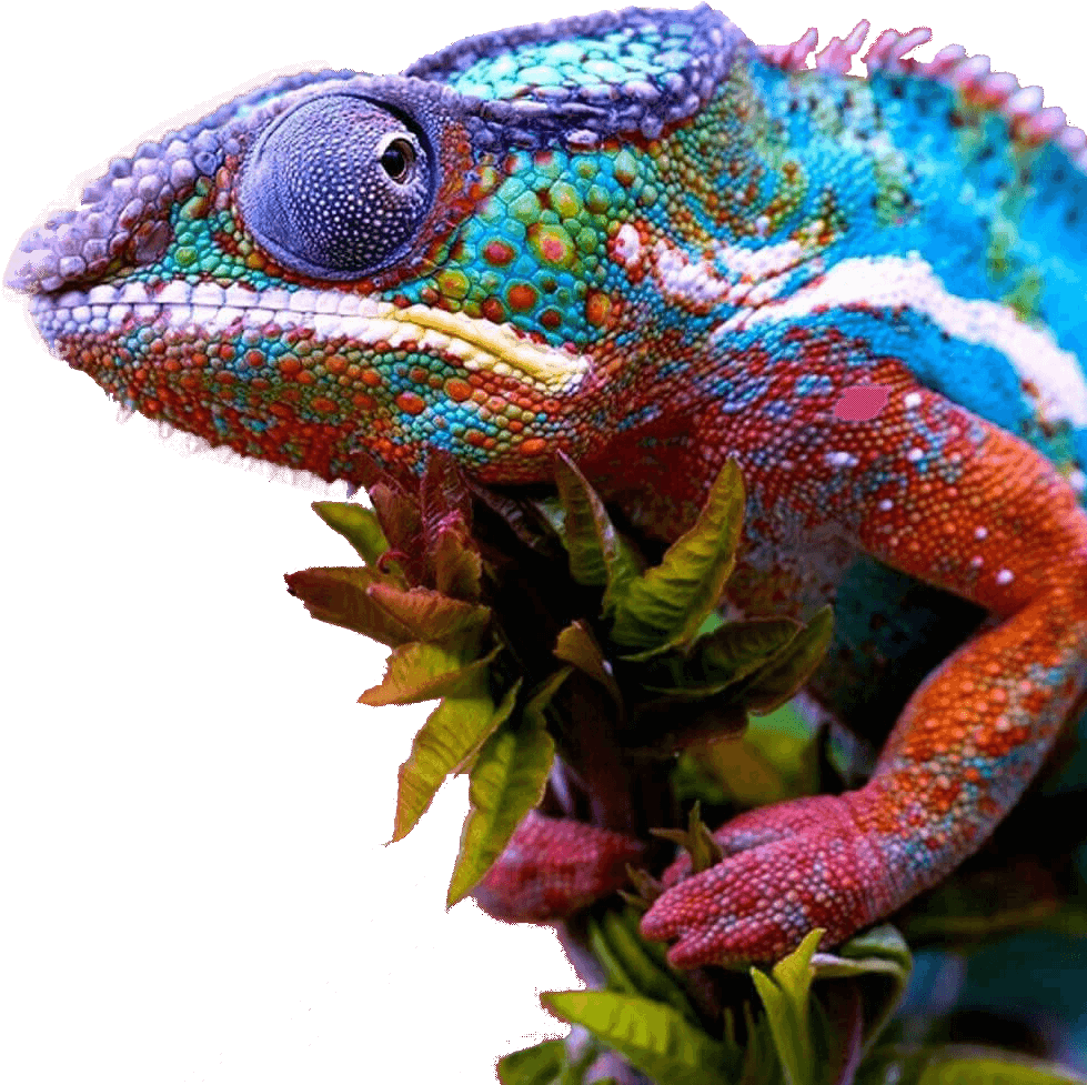 Vibrant Chameleon Portrait