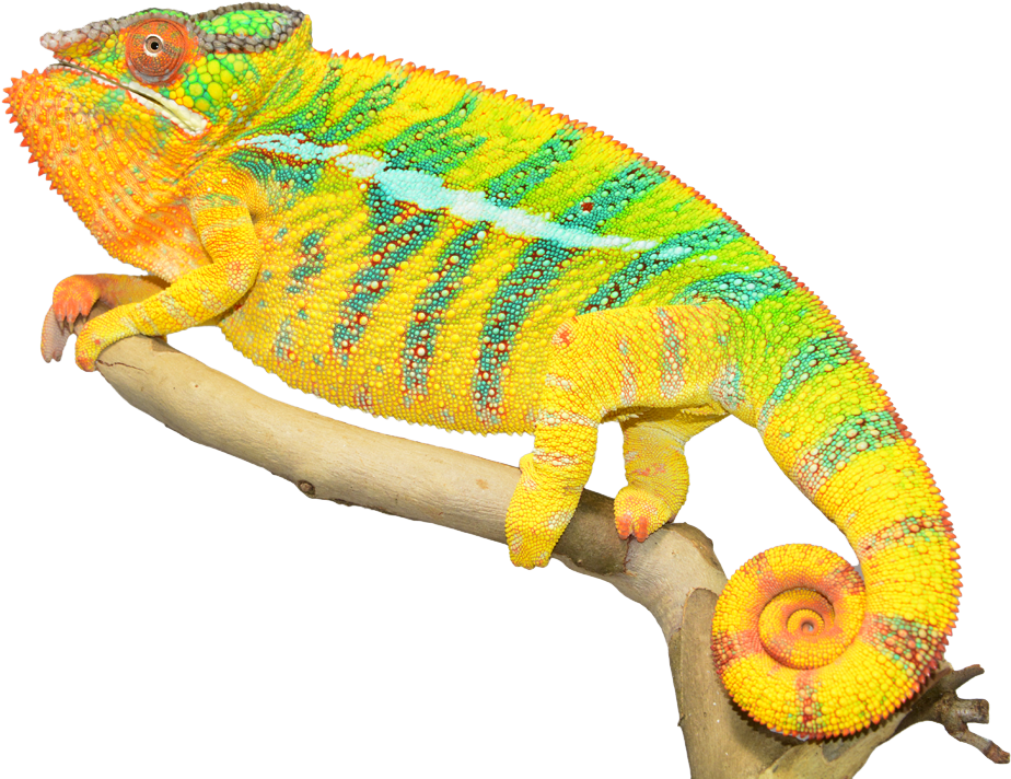 Vibrant Chameleonon Branch.png