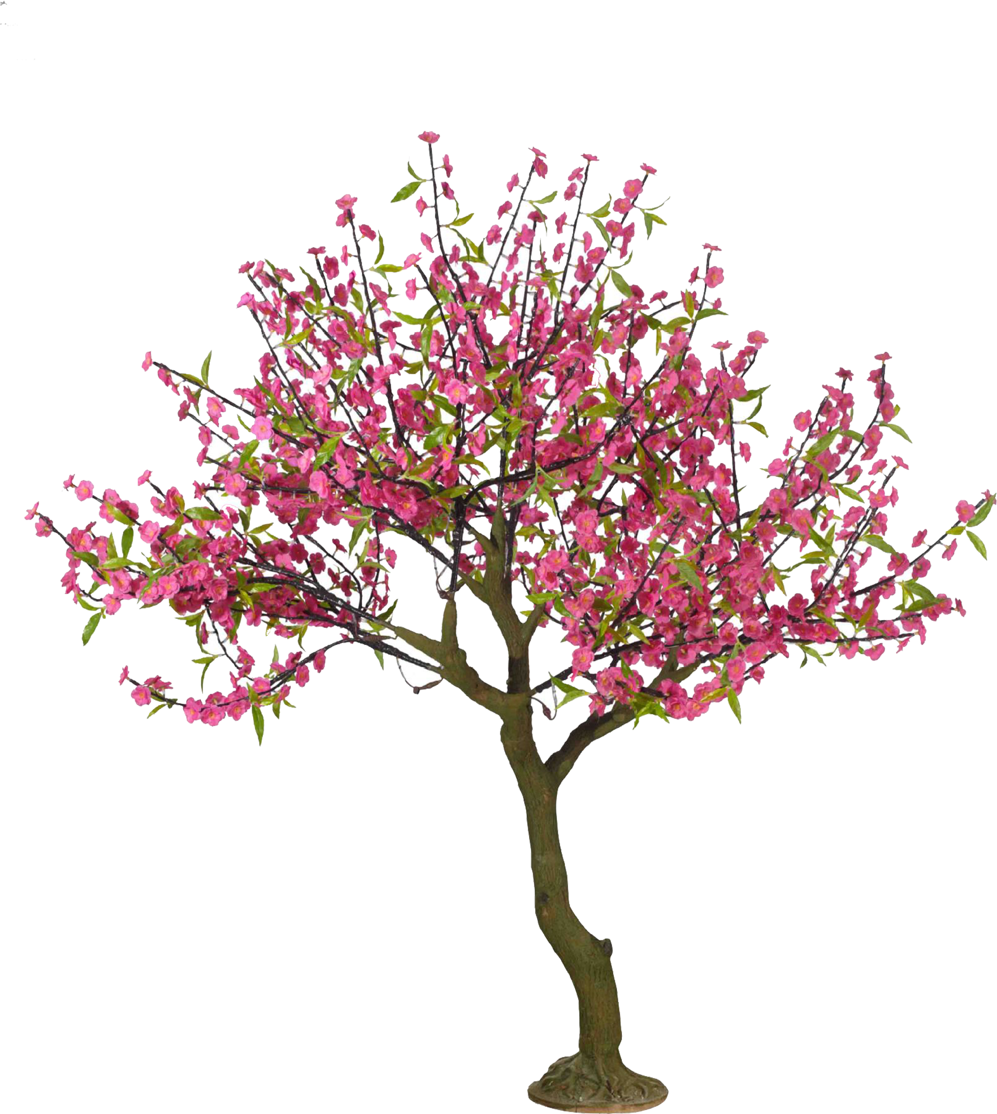 Vibrant Cherry Blossom Tree