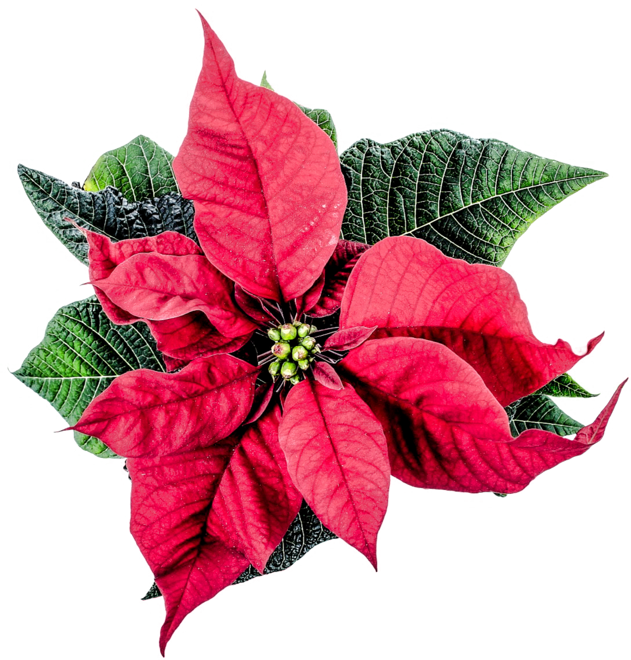 Vibrant Christmas Poinsettia.png