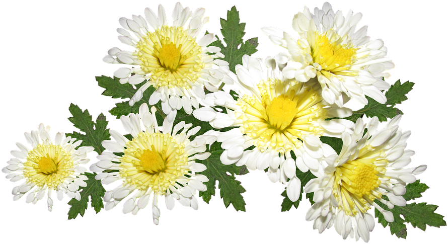 Vibrant Chrysanthemum Cluster.png