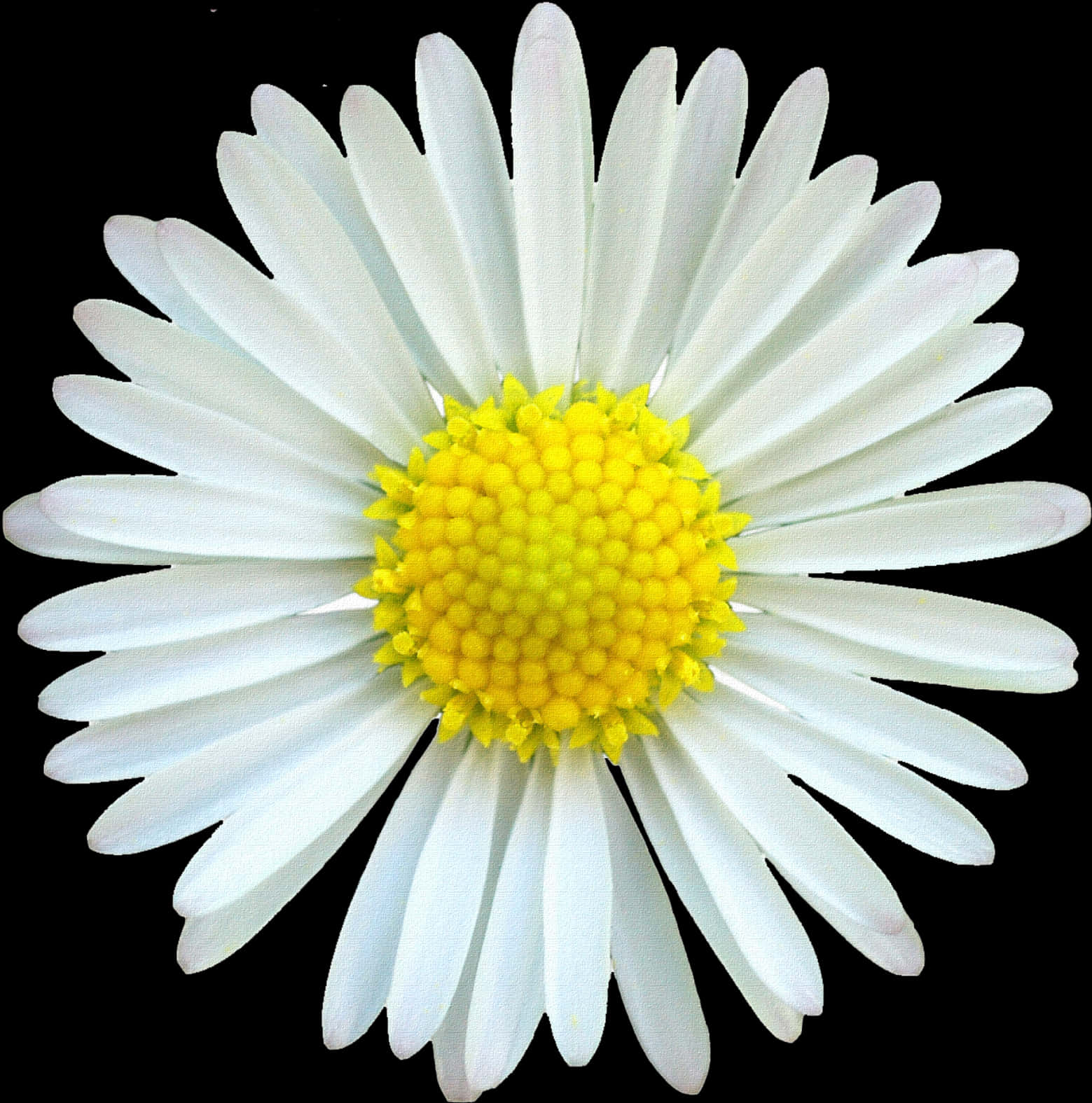 Vibrant Daisy Black Background