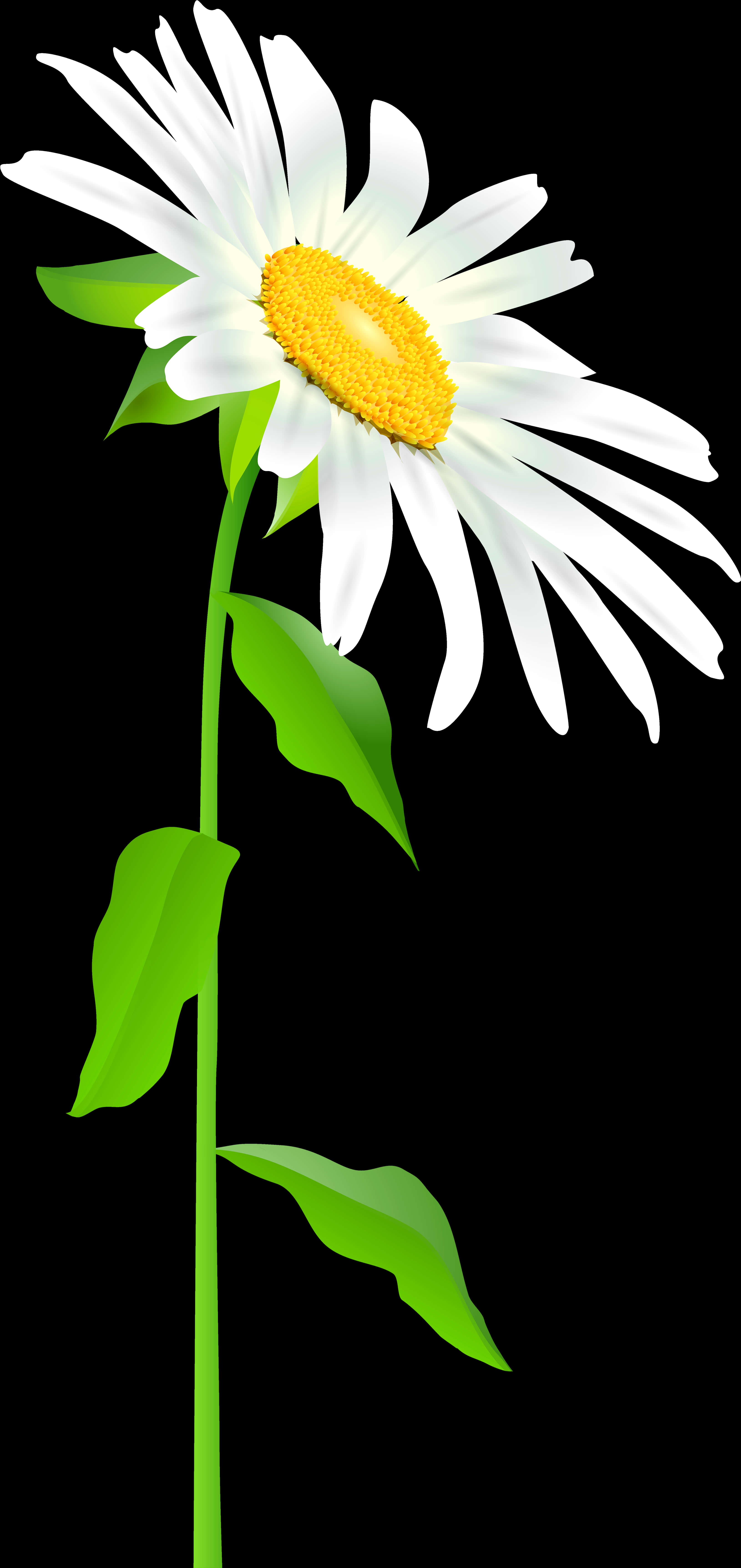 Vibrant Daisy Black Background