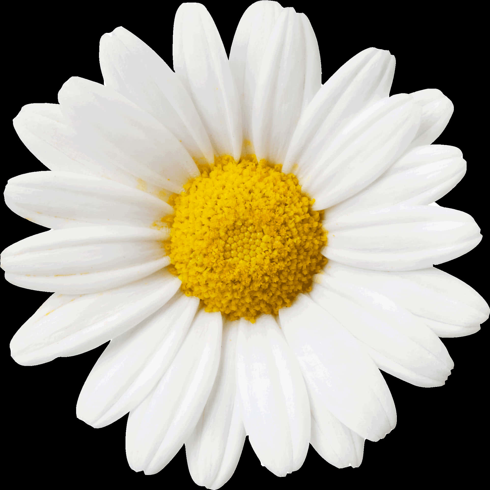 Vibrant Daisy Black Background