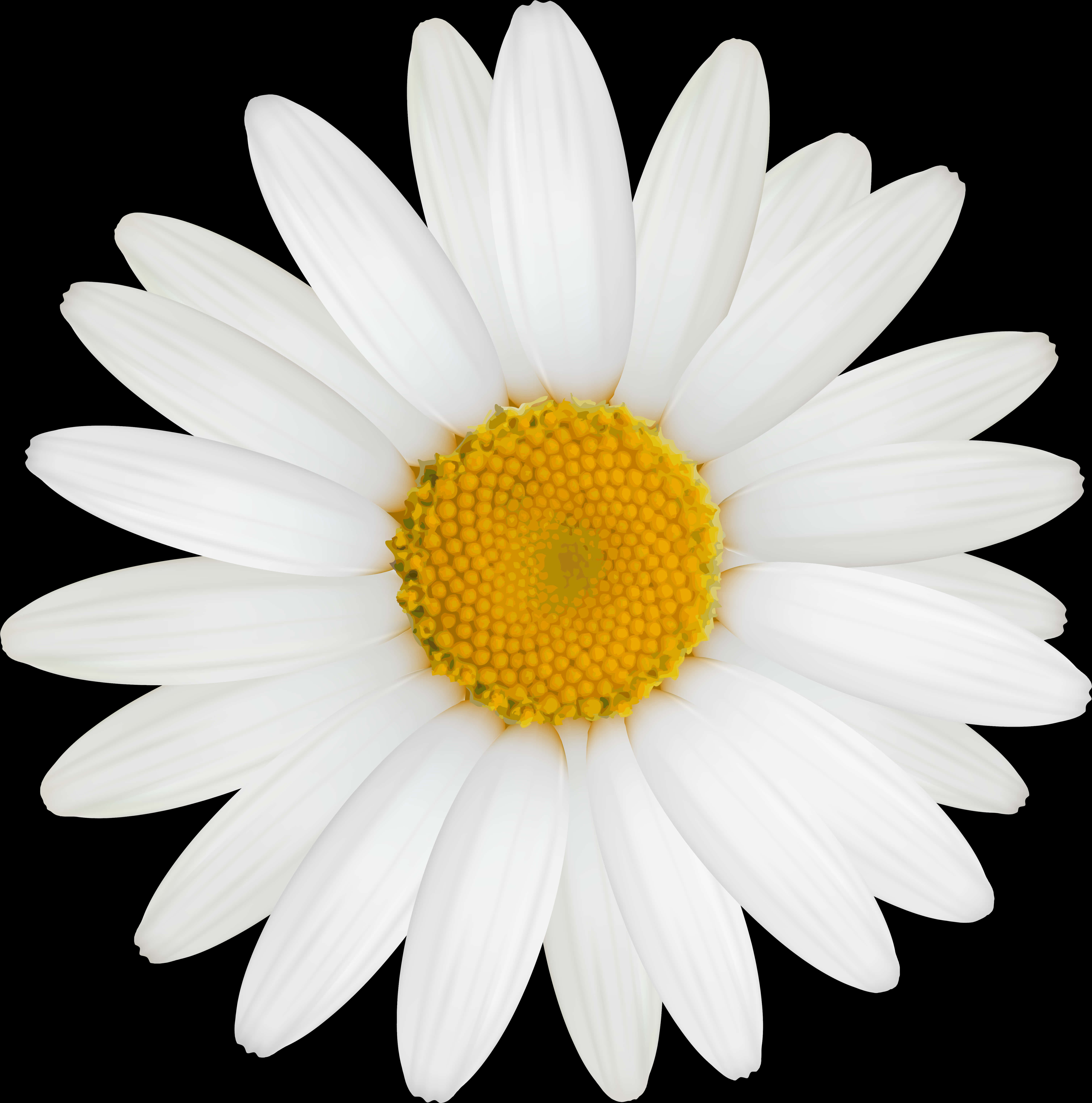 Vibrant Daisy Black Background