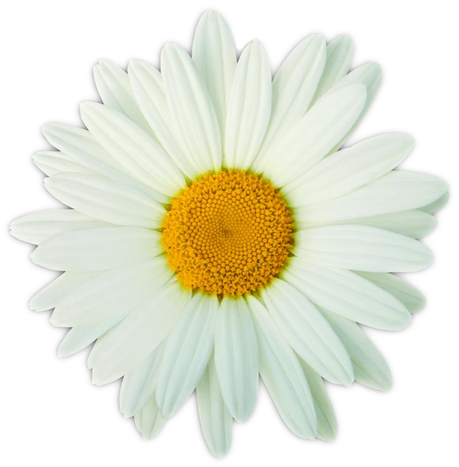 Vibrant Daisy Flower Isolated