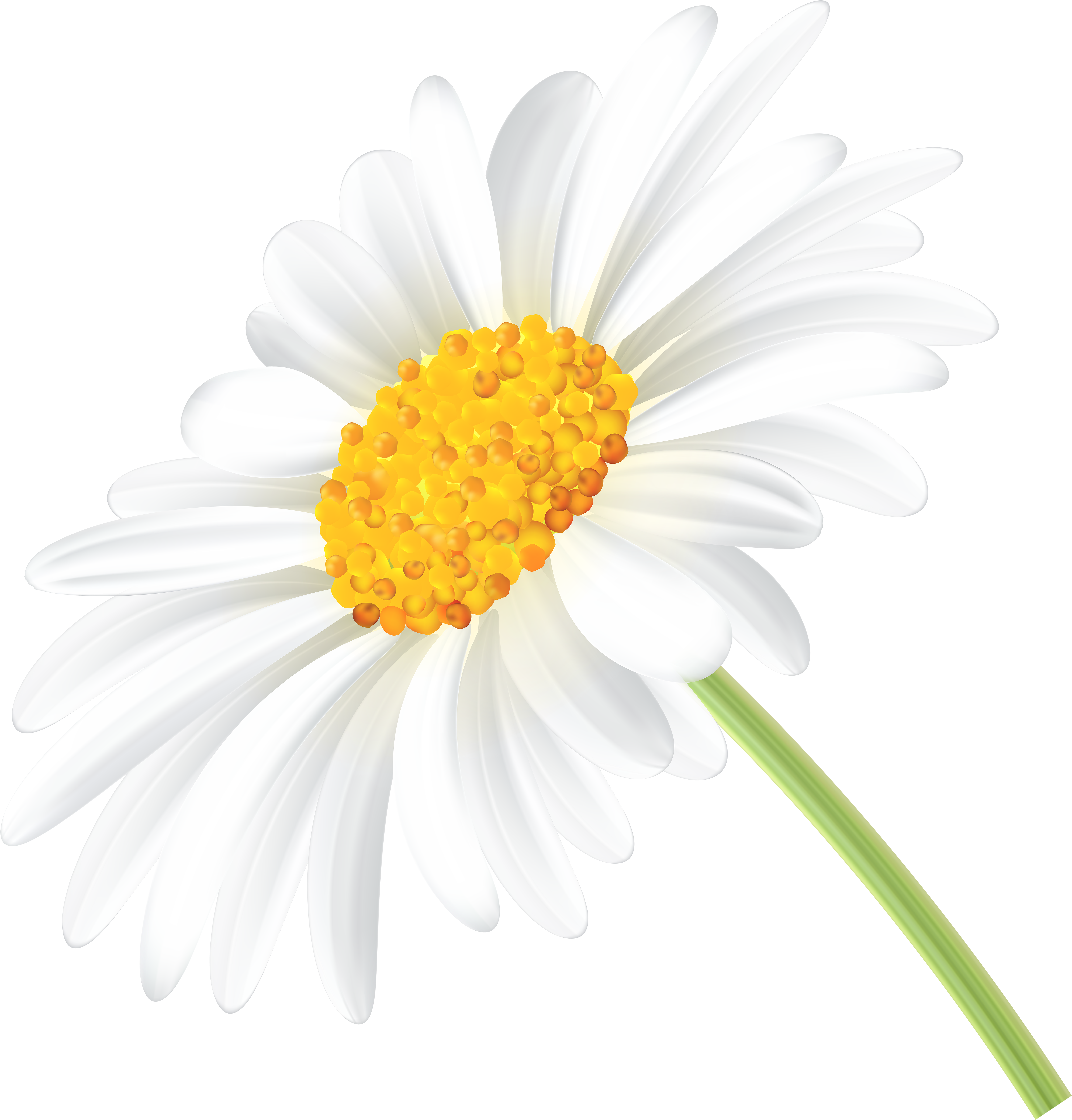 Vibrant Daisy Illustration