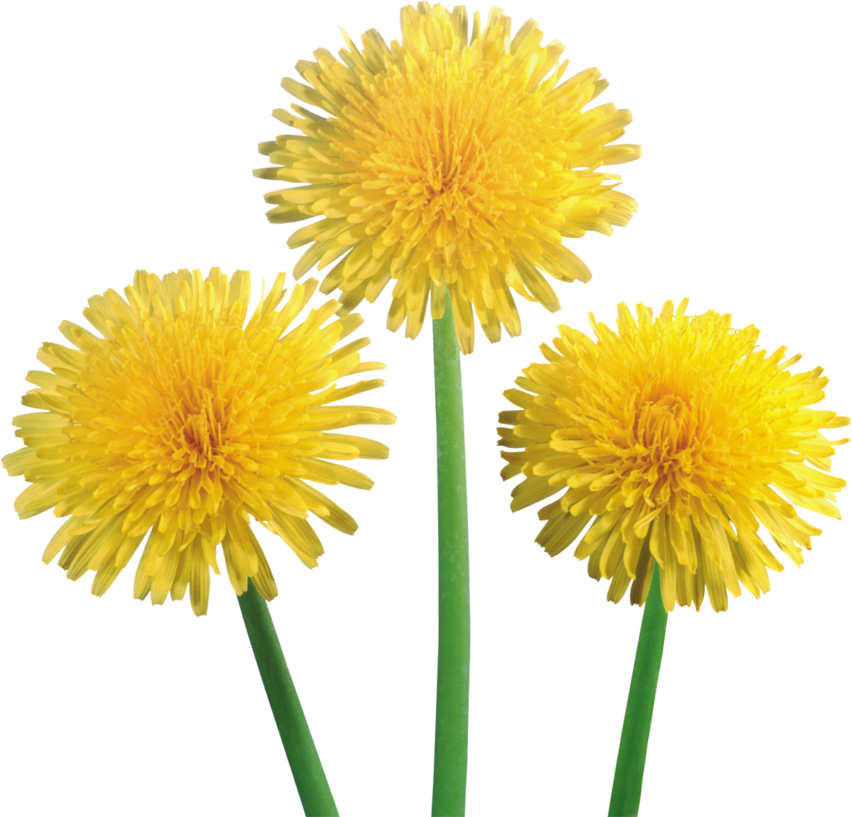 Vibrant Dandelions Trio.png