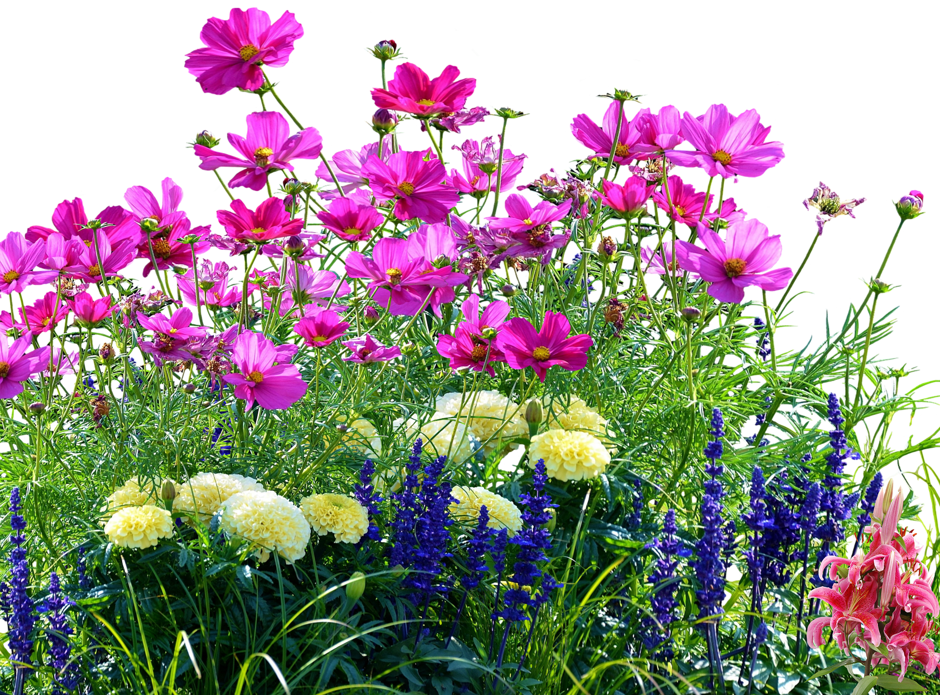 Vibrant Garden Flowers Black Background