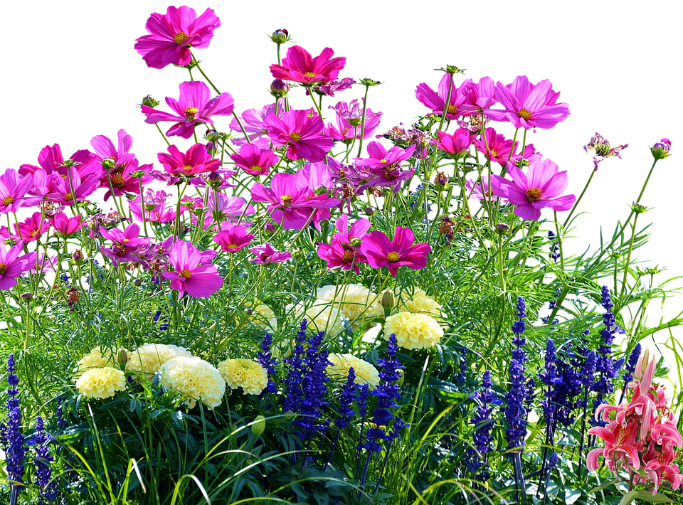 Vibrant Garden Flowers