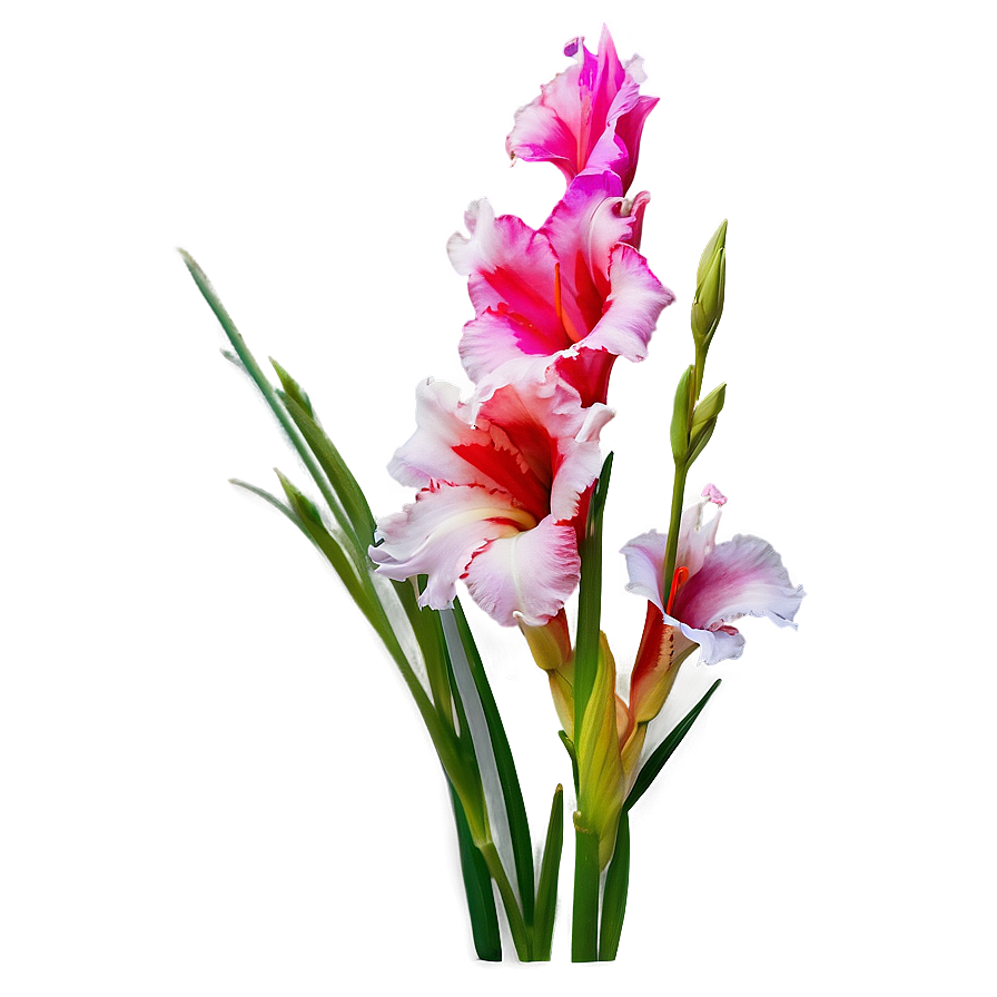 Vibrant Gladiolus Blossom Png Ilq61