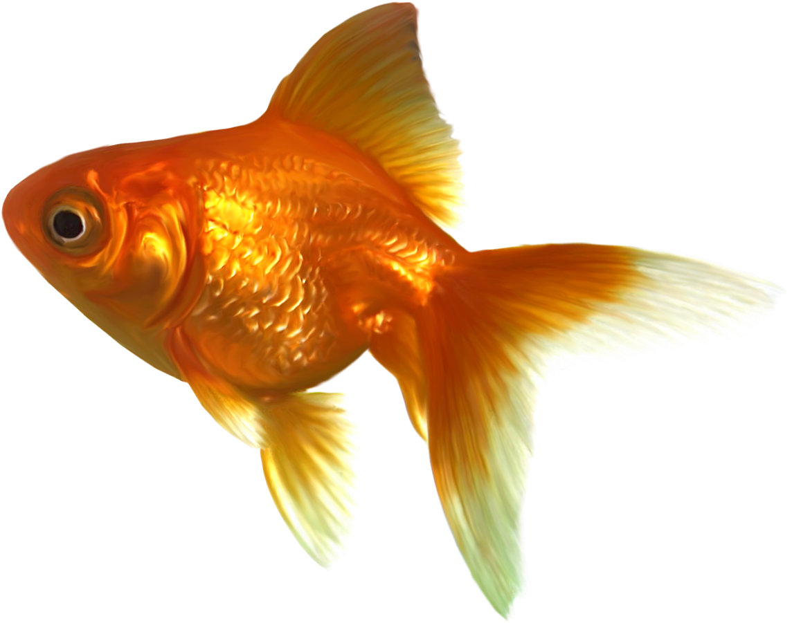 Vibrant Goldfish Swimming.png