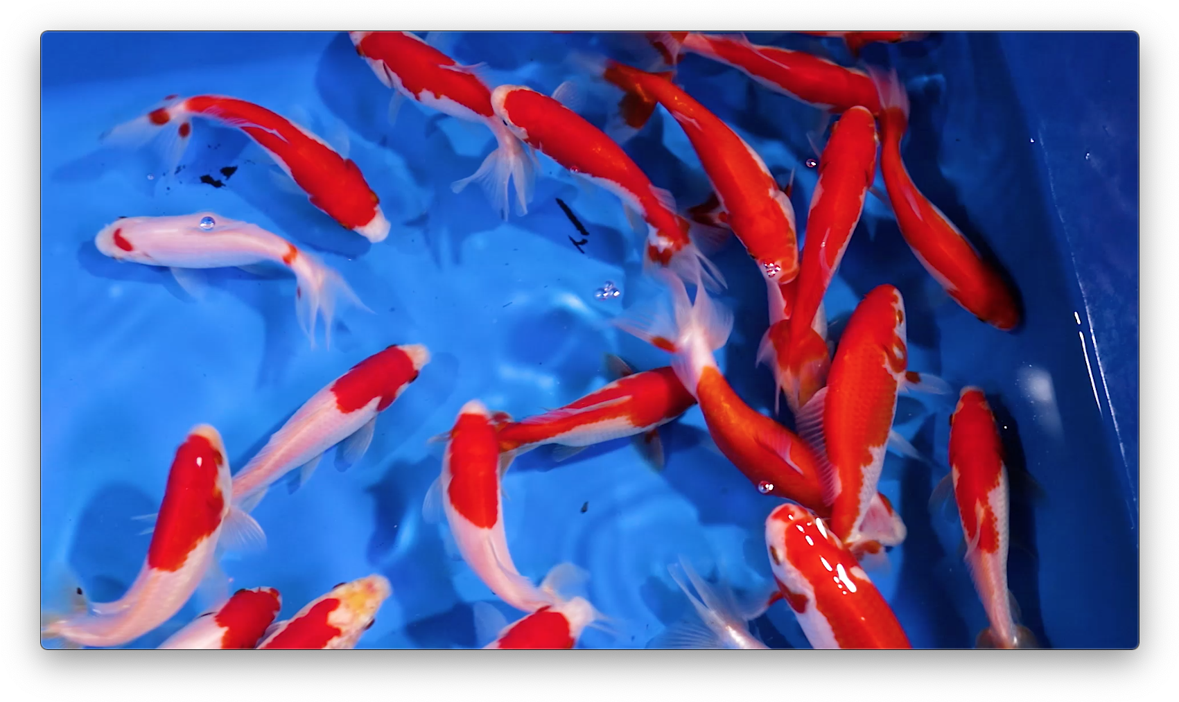 Vibrant Goldfish Swimming Together.jpg