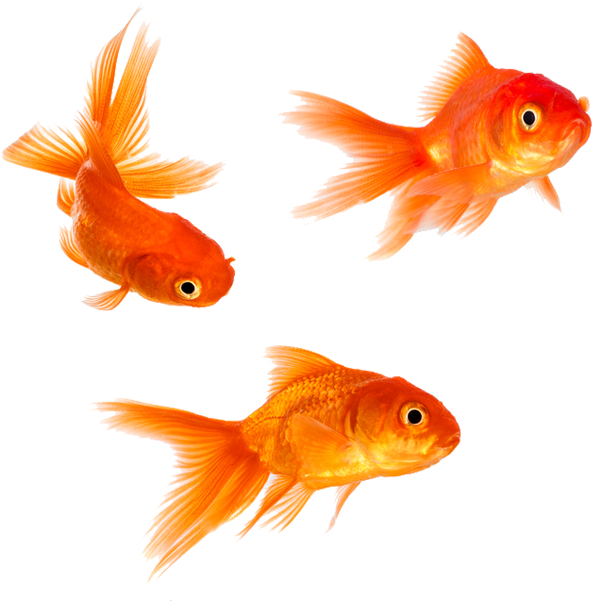 Vibrant Goldfish Trio.png