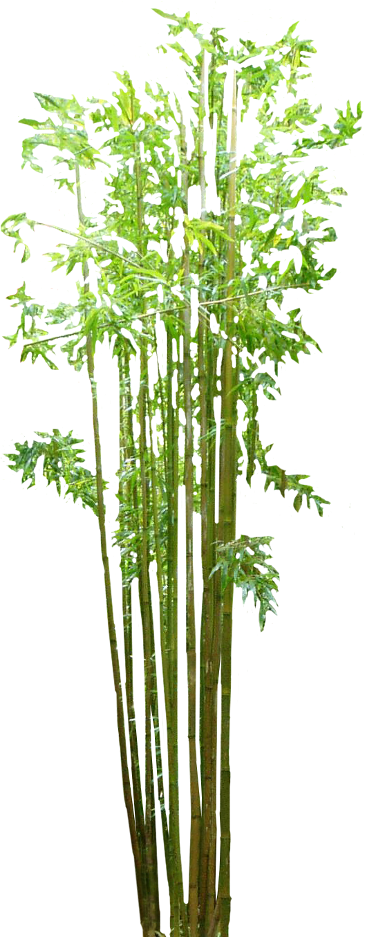 Vibrant Green Bamboo Cluster.png