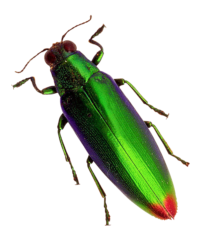 Vibrant Green Beetle