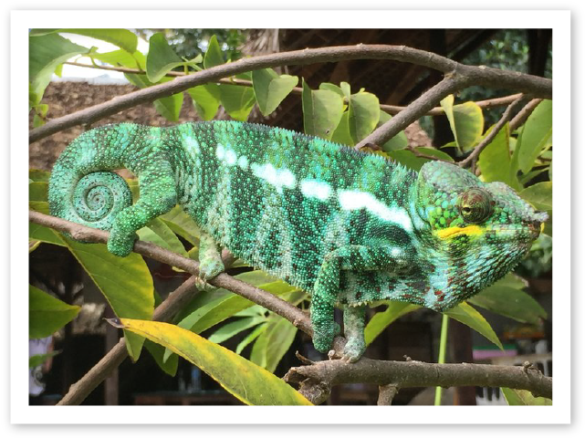 Vibrant Green Chameleon Branch