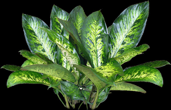 Vibrant Green Dieffenbachia Plant