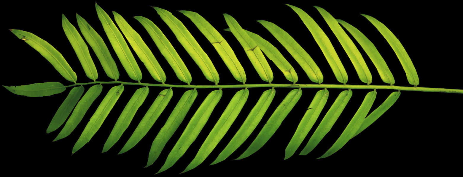 Vibrant Green Fern Leafon Black Background.jpg