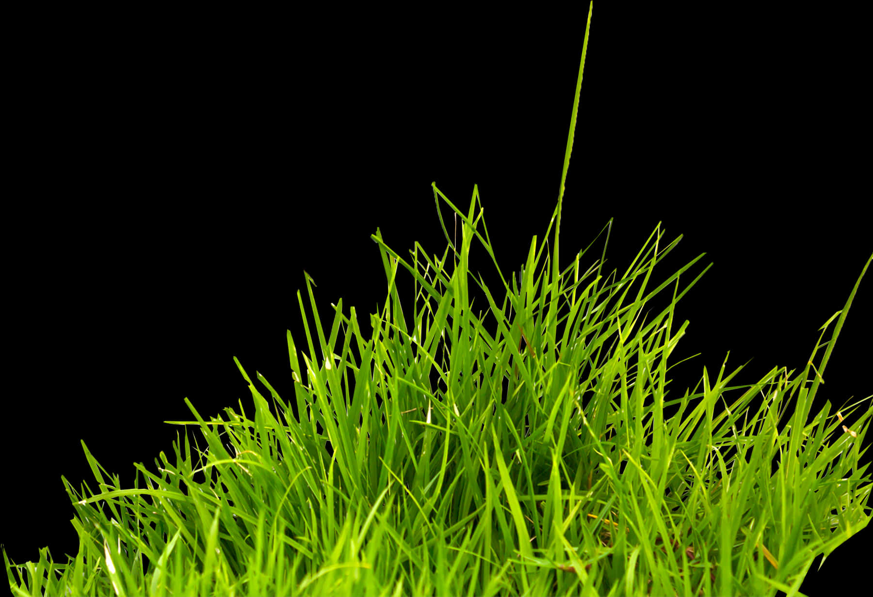 Vibrant Green Grass Black Background