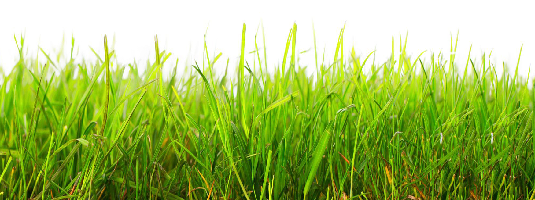 Vibrant Green Grass Field