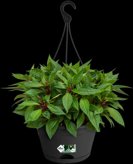 Vibrant Green Hanging Plant Black Background