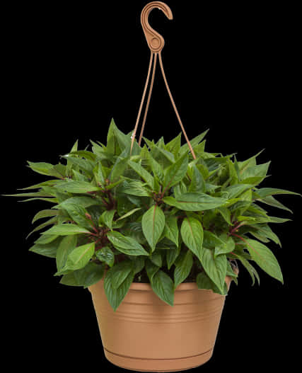 Vibrant Green Hanging Plant Black Background.jpg