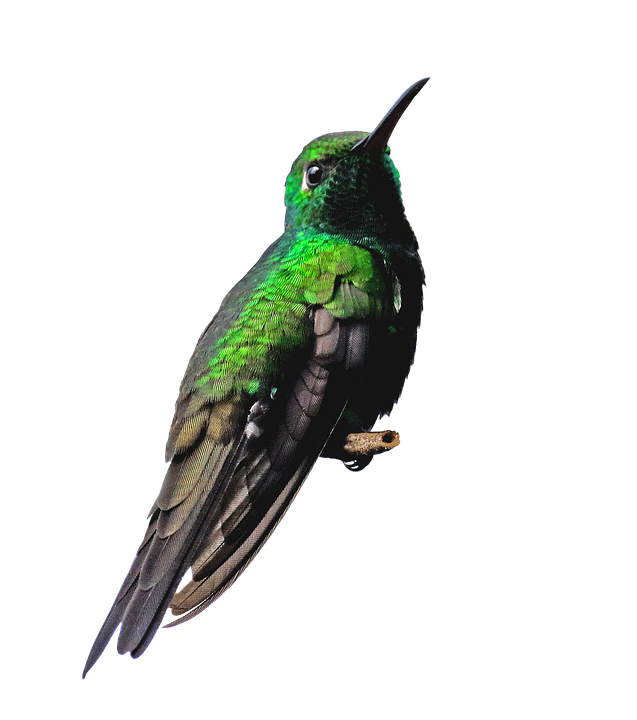 Vibrant Green Hummingbird