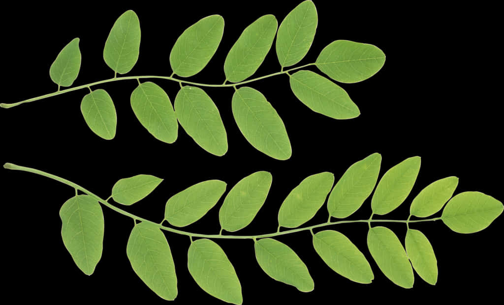 Vibrant Green Leaves Against Black Background.jpg