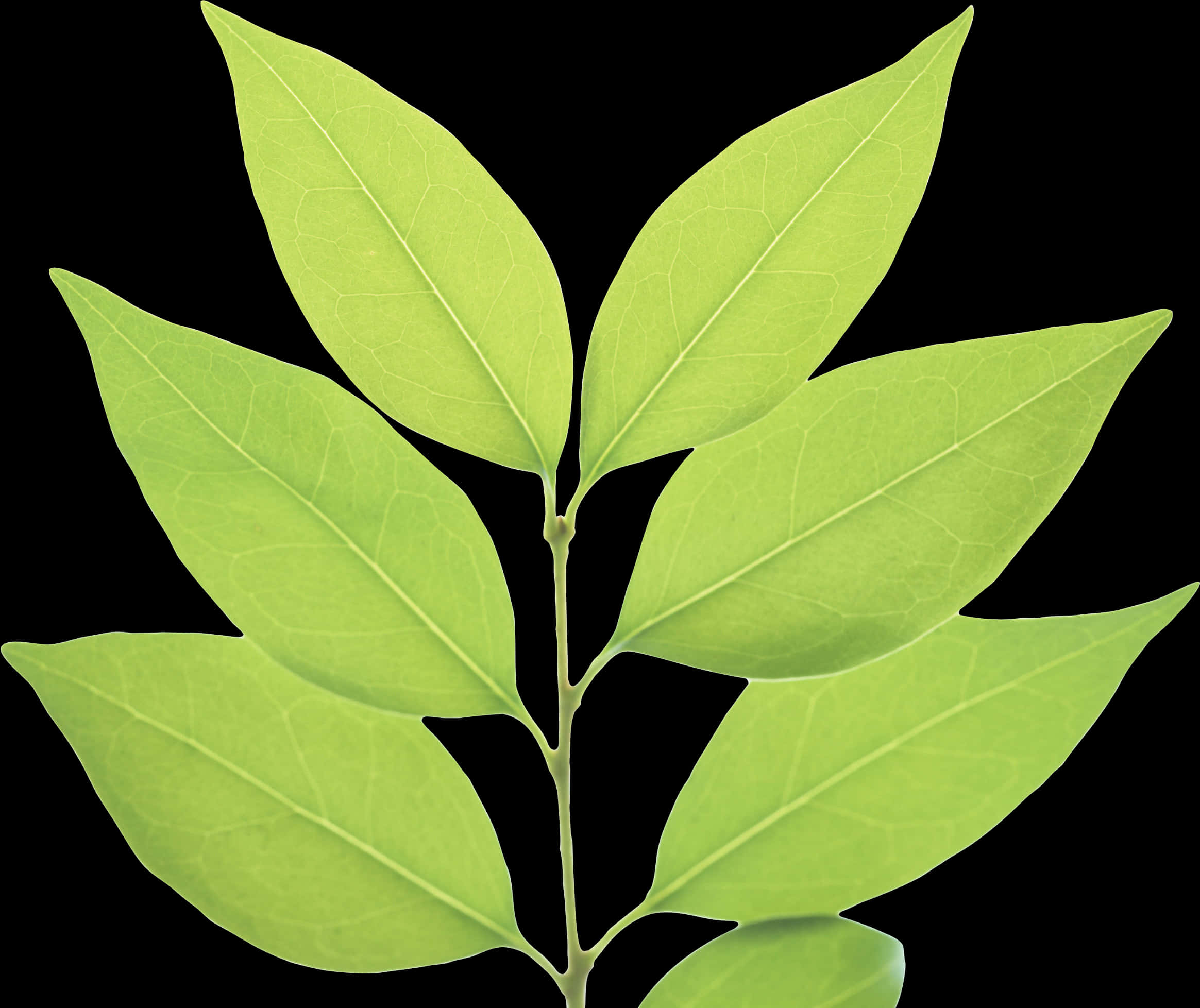 Vibrant Green Leaves Black Background