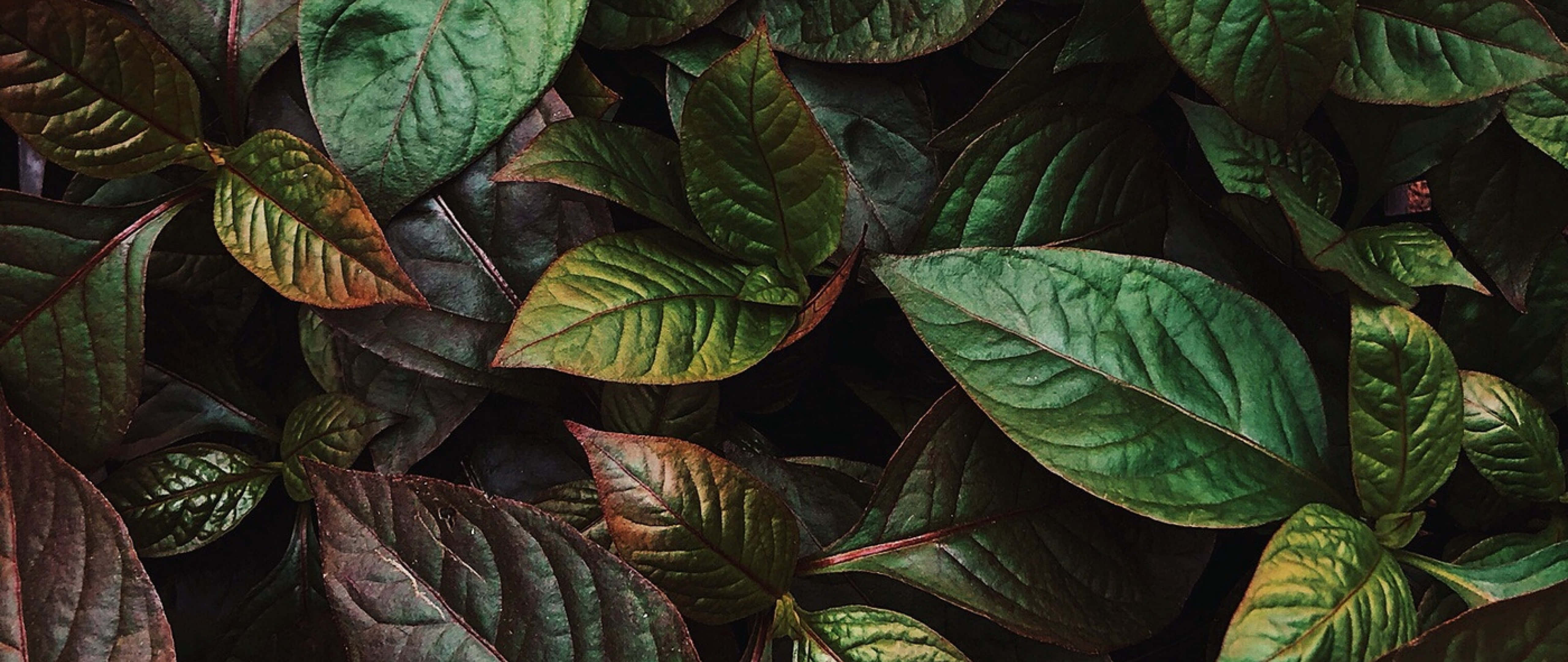 Vibrant Green Leaves Texture