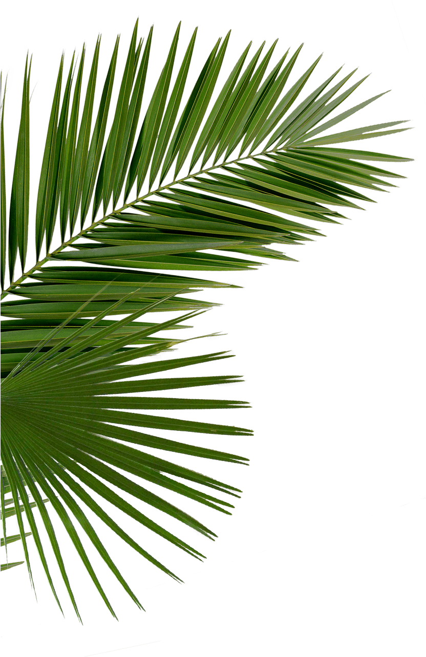 Vibrant Green Palm Frond