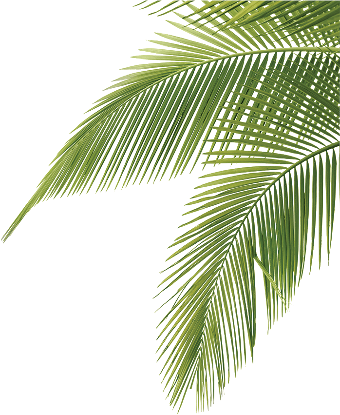 Vibrant Green Palm Fronds