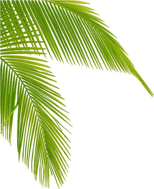 Vibrant Green Palm Leaf