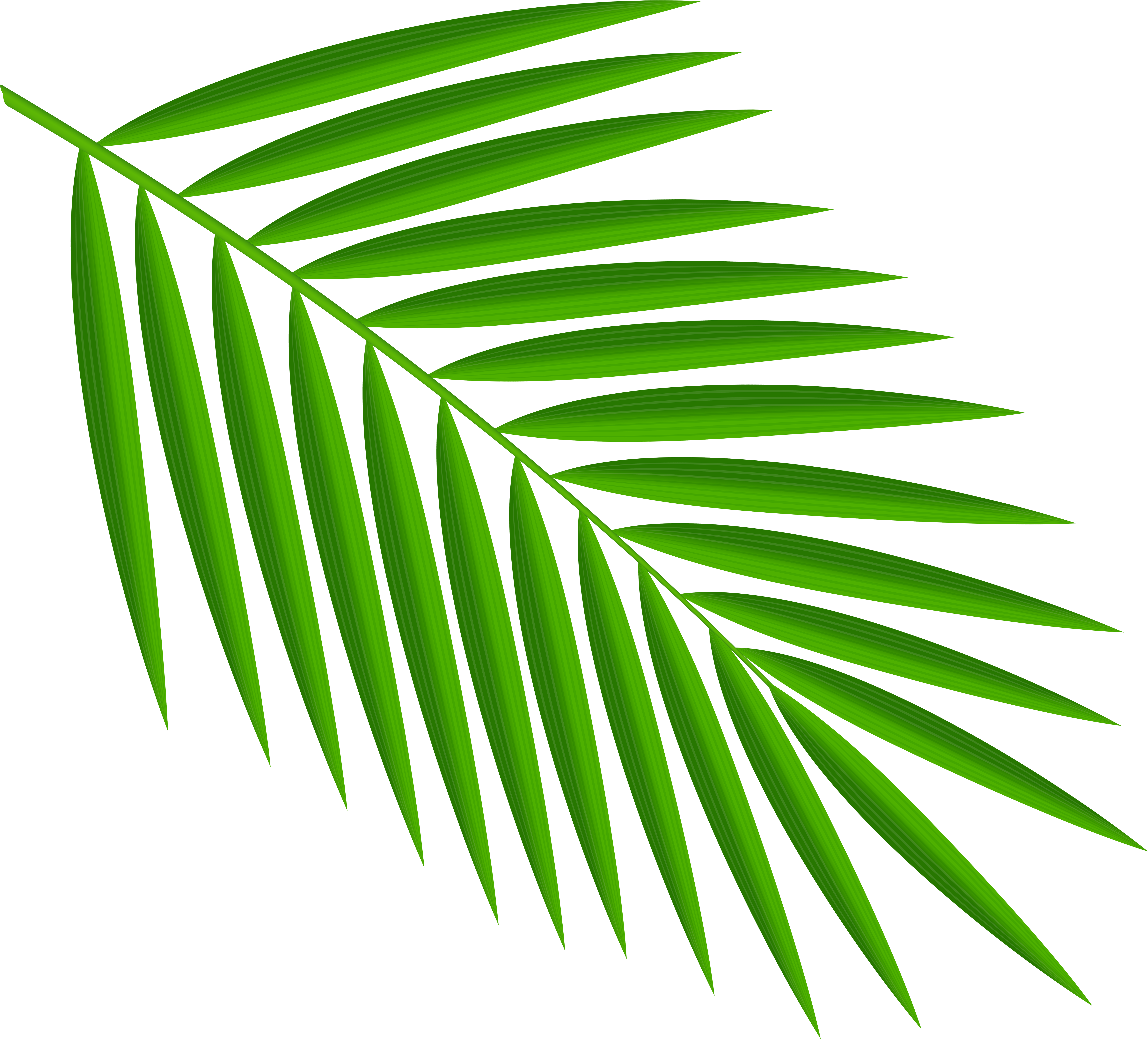 Vibrant Green Palm Leaf