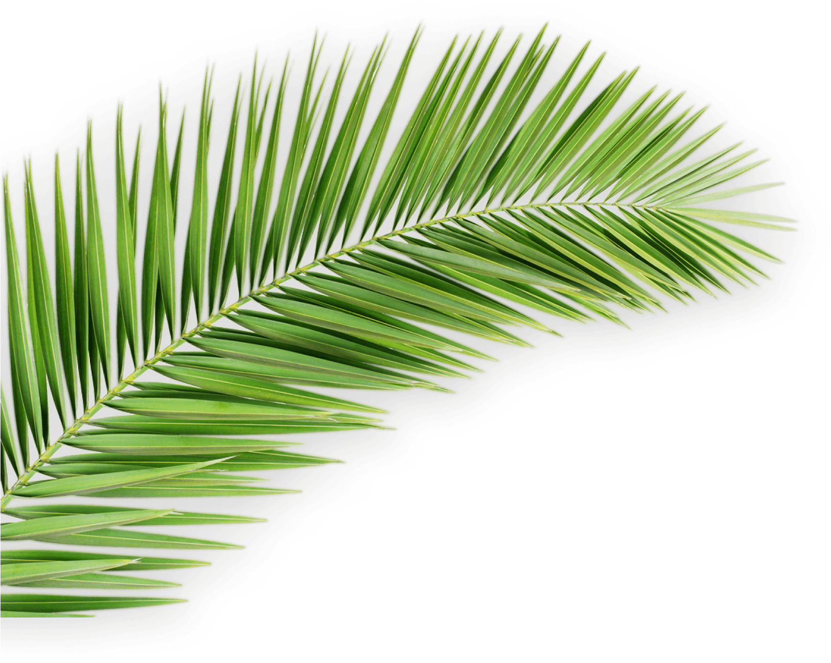 Vibrant Green Palm Leaf.png